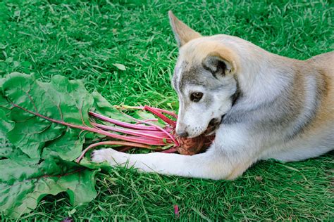 cachorro pode comer beterraba